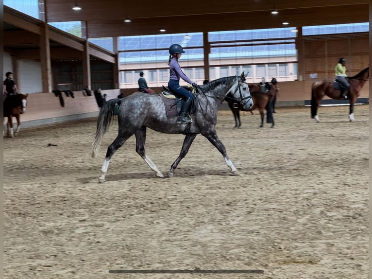 Trakehner Merrie 6 Jaar 166 cm Schimmel in Ganschow