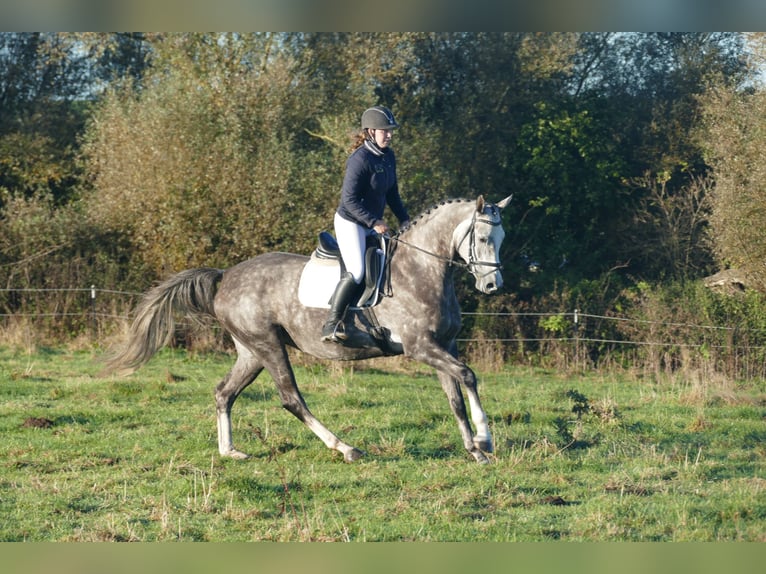 Trakehner Merrie 6 Jaar 166 cm Schimmel in Ganschow