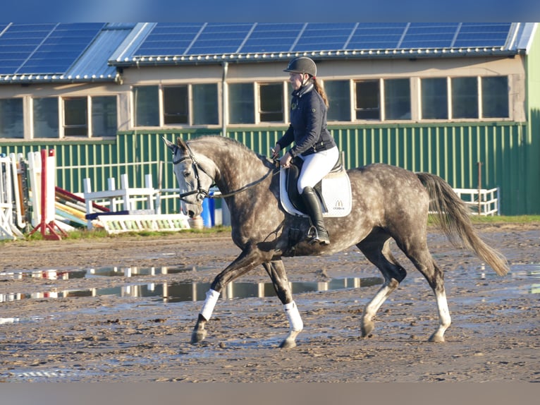 Trakehner Merrie 6 Jaar 166 cm Schimmel in Ganschow