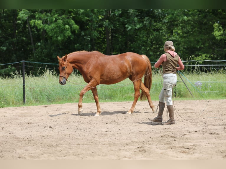 Trakehner Merrie 6 Jaar 167 cm Vos in Liebstadt