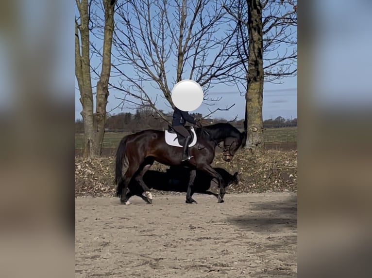 Trakehner Merrie 6 Jaar 168 cm Donkerbruin in Jerrishoe