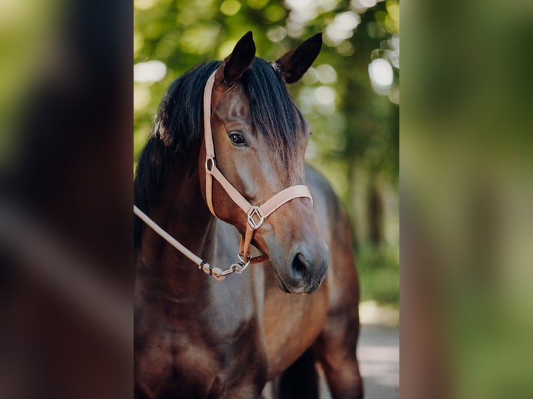 Trakehner Merrie 6 Jaar 168 cm Donkerbruin in Jerrishoe