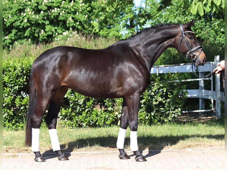 Trakehner Merrie 6 Jaar 168 cm Donkerbruin in Selsingen