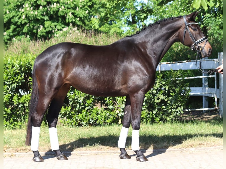 Trakehner Merrie 6 Jaar 168 cm Donkerbruin in Selsingen