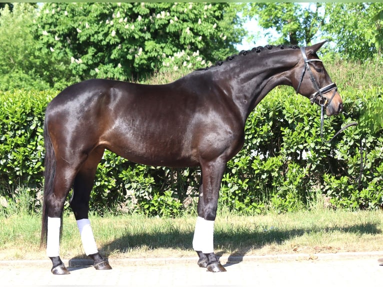 Trakehner Merrie 6 Jaar 168 cm Donkerbruin in Selsingen