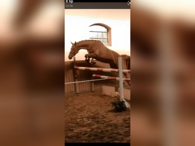 Trakehner Merrie 6 Jaar 168 cm Vos in Grudziądz