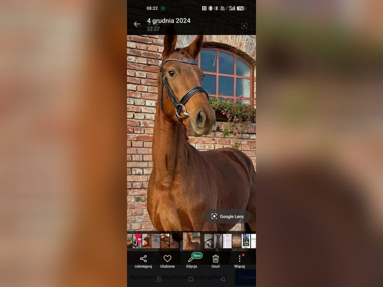 Trakehner Merrie 6 Jaar 168 cm Vos in Grudziądz