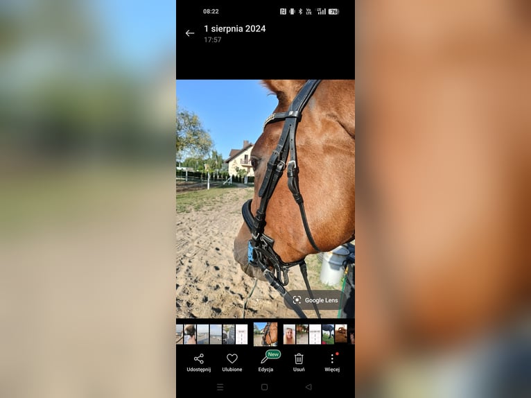 Trakehner Merrie 6 Jaar 168 cm Vos in Grudziądz