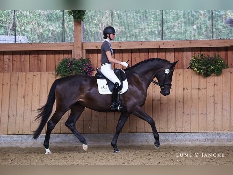 Trakehner Merrie 6 Jaar 169 cm Bruin in Liessel