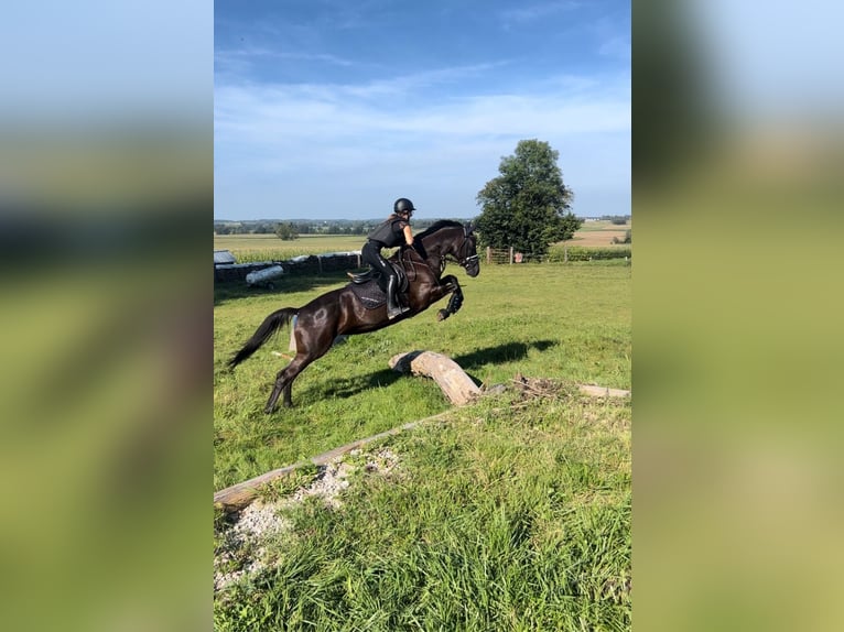 Trakehner Merrie 6 Jaar 169 cm Zwart in Fürstenfeldbruck