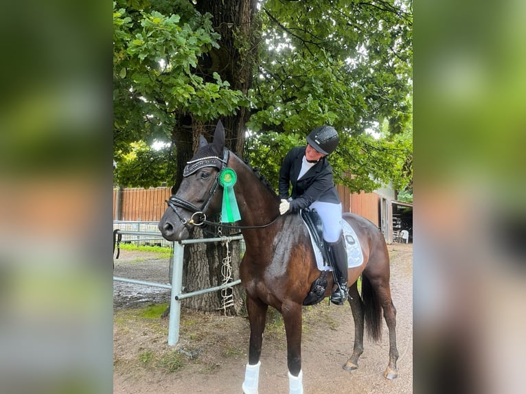 Trakehner Merrie 6 Jaar 169 cm Zwart in Fürstenfeldbruck