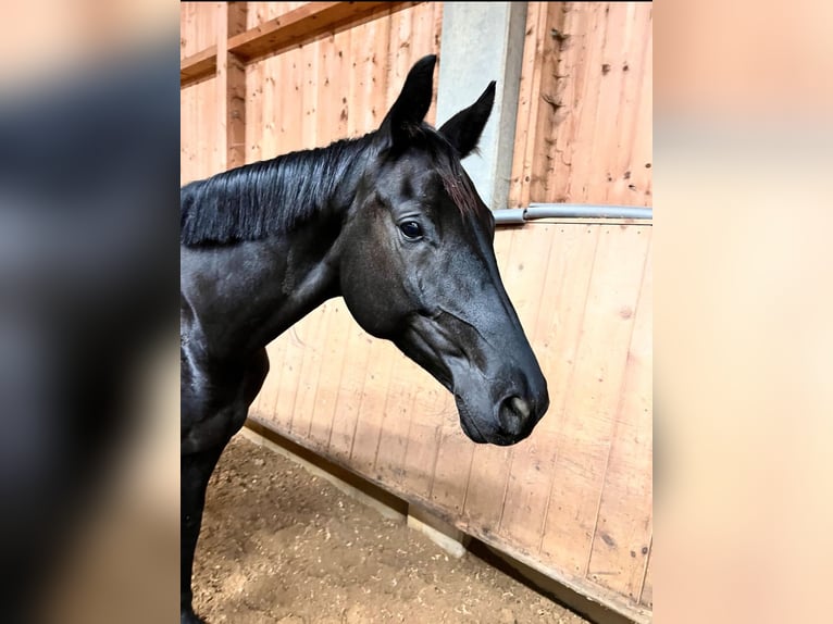 Trakehner Merrie 6 Jaar 169 cm Zwart in Fürstenfeldbruck