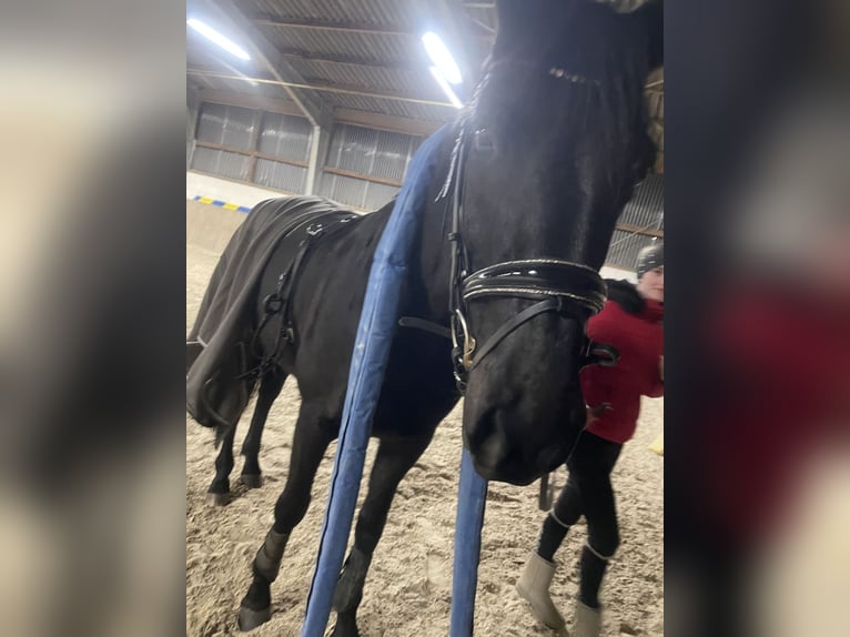 Trakehner Merrie 6 Jaar 169 cm Zwart in Neustadt (Hessen)