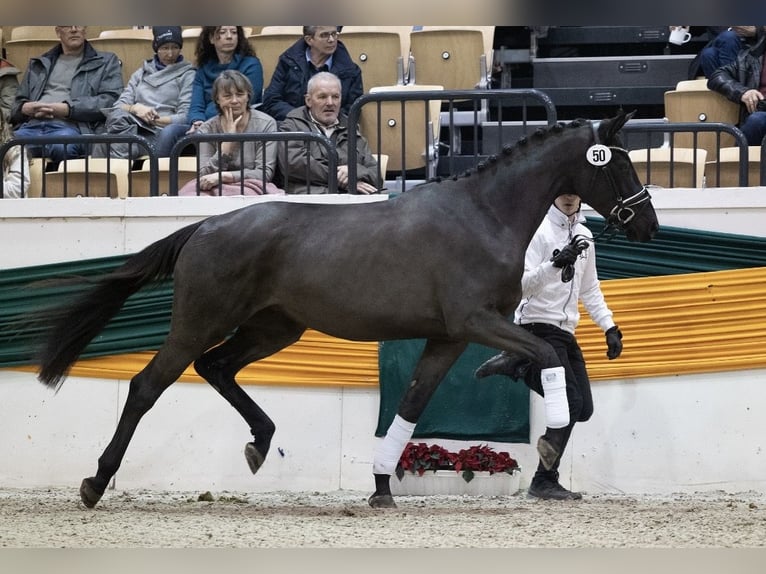 Trakehner Merrie 6 Jaar 169 cm Zwart in Geldern