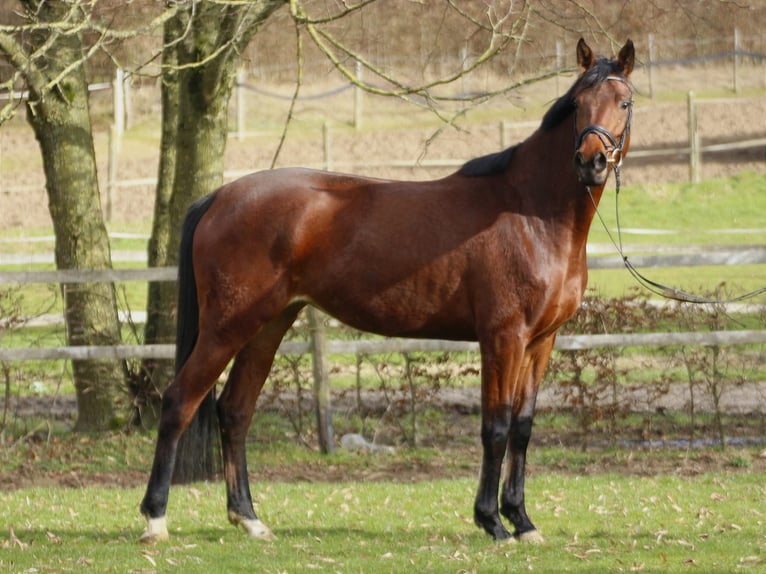 Trakehner Merrie 6 Jaar 170 cm Bruin in Laubach
