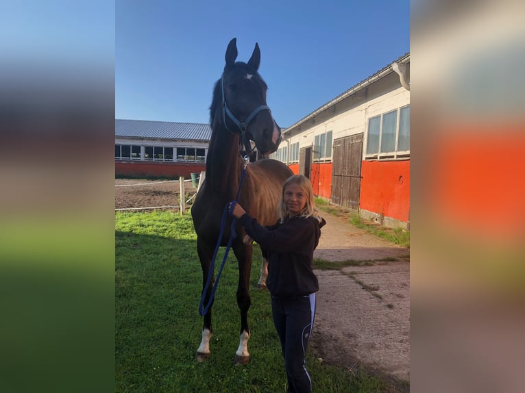 Trakehner Merrie 6 Jaar 170 cm Donkerbruin in Kachlin  / Dargen