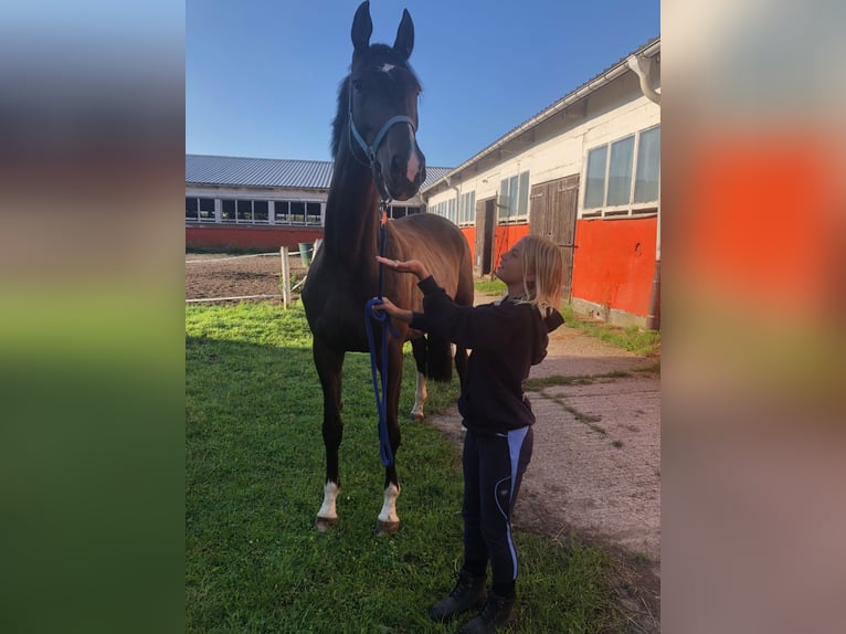 Trakehner Merrie 6 Jaar 170 cm Donkerbruin in Kachlin  / Dargen