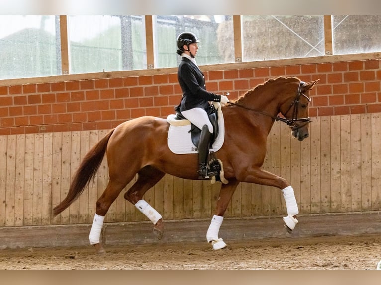 Trakehner Merrie 6 Jaar 170 cm Vos in Ennigerloh