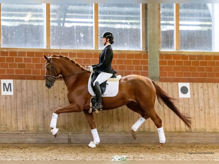 Trakehner Merrie 6 Jaar 170 cm Vos in Ennigerloh