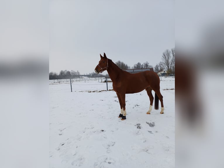 Trakehner Merrie 6 Jaar 170 cm Vos in Pilsting