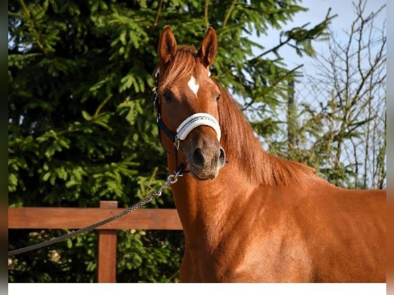 Trakehner Merrie 6 Jaar 170 cm Vos in Koszalin