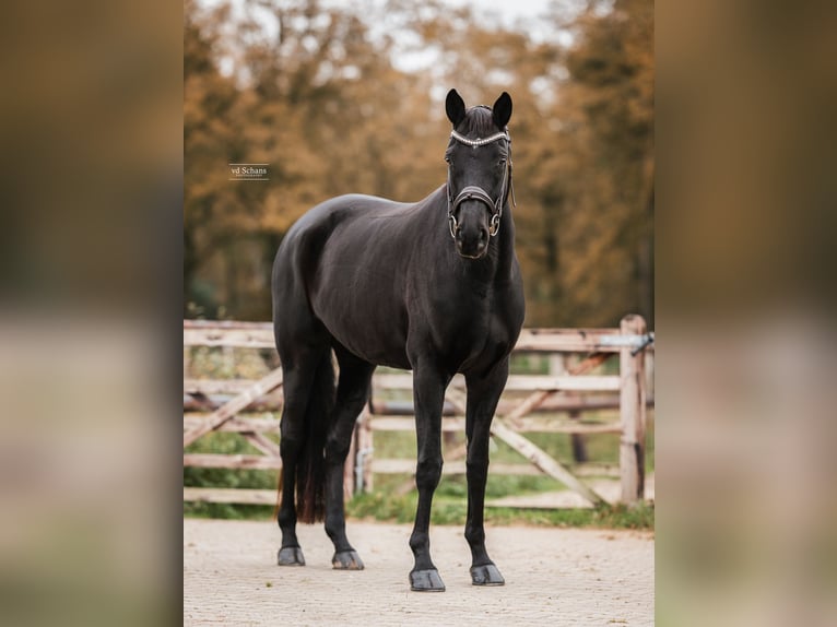 Trakehner Merrie 6 Jaar 170 cm Zwart in Meerlo