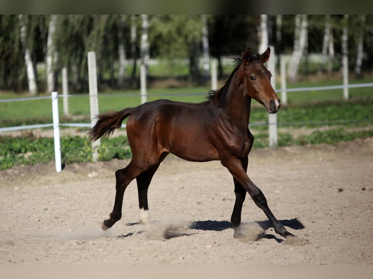 Trakehner Merrie 6 Jaar 170 cm Zwart in Karnków