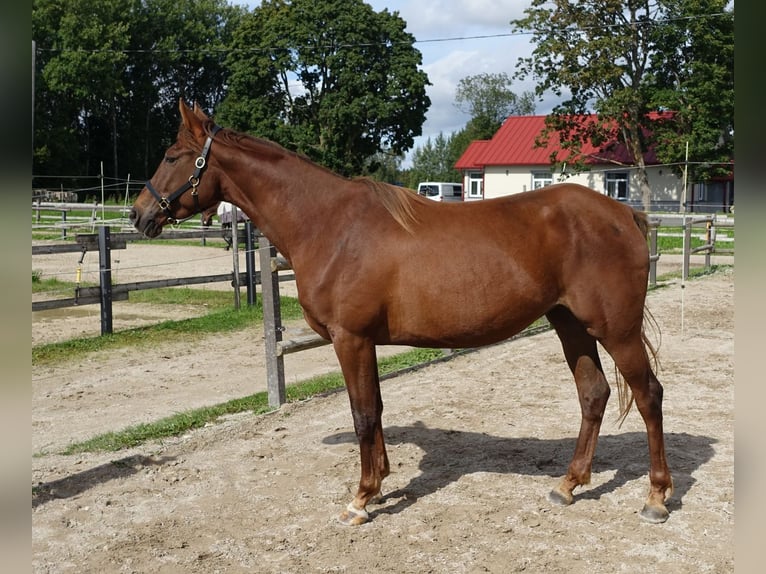 Trakehner Merrie 6 Jaar 171 cm Donkere-vos in Linn