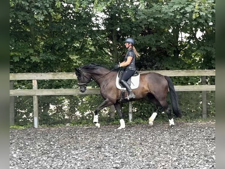 Trakehner Merrie 6 Jaar 172 cm Zwart in Schackensleben