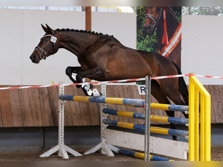 Trakehner Merrie 6 Jaar 174 cm Zwartbruin in Wolfhagen