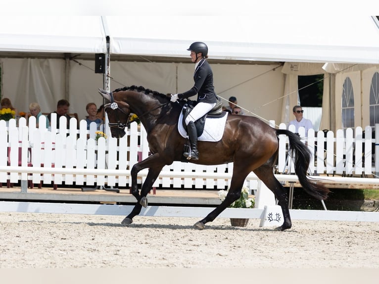 Trakehner Merrie 6 Jaar 174 cm Zwartbruin in Wolfhagen