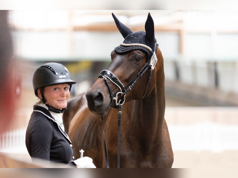 Trakehner Merrie 6 Jaar 174 cm Zwartbruin in Wolfhagen