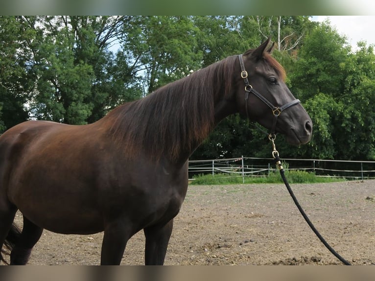 Trakehner Merrie 6 Jaar Zwart in Günzburg