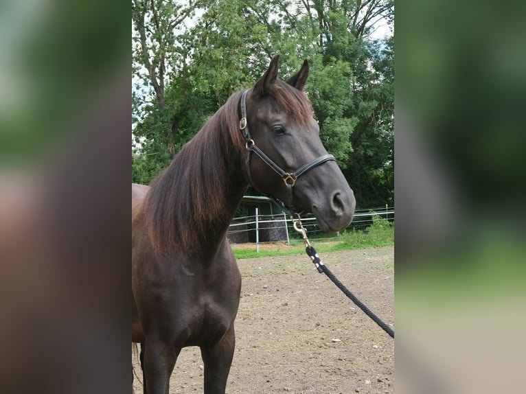 Trakehner Merrie 6 Jaar Zwart in Günzburg