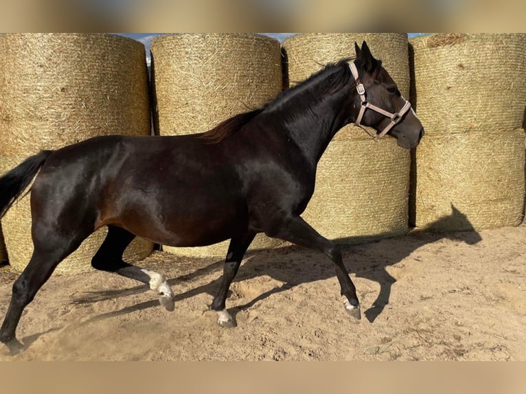 Trakehner Merrie 7 Jaar 160 cm Zwartbruin in Aytos