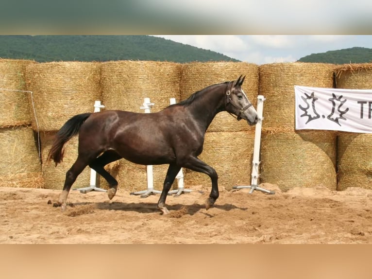 Trakehner Merrie 7 Jaar 163 cm Schimmel in Aytos