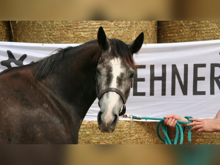 Trakehner Merrie 7 Jaar 163 cm Schimmel in Aytos