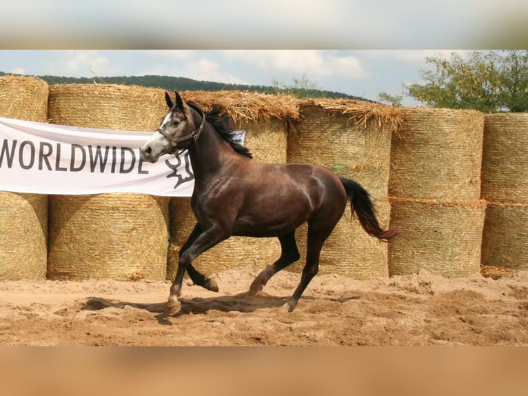 Trakehner Merrie 7 Jaar 163 cm Schimmel in Aytos