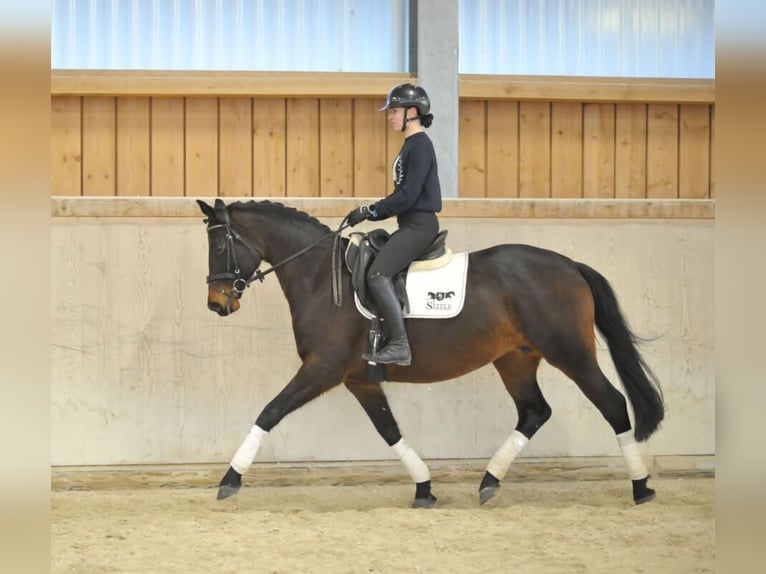 Trakehner Merrie 7 Jaar 164 cm Bruin in Wellheim