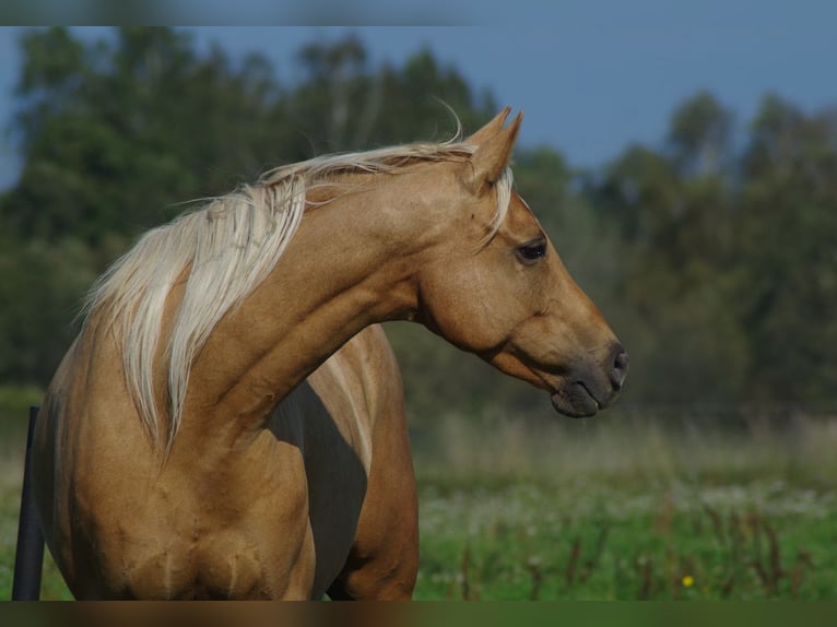 Trakehner Merrie 7 Jaar 164 cm Palomino in Linn