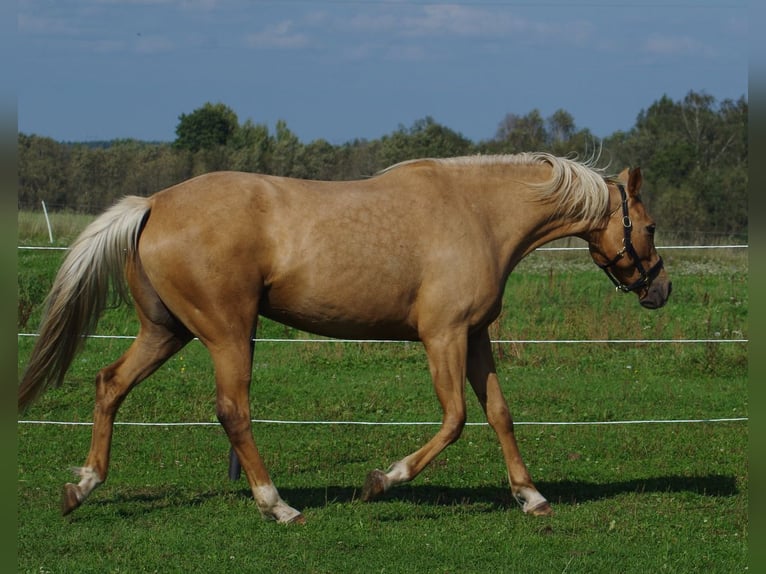 Trakehner Merrie 7 Jaar 164 cm Palomino in Linn