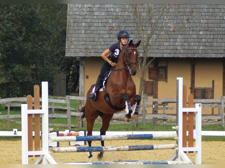 Trakehner Merrie 7 Jaar 165 cm Bruin in Bidenfelde