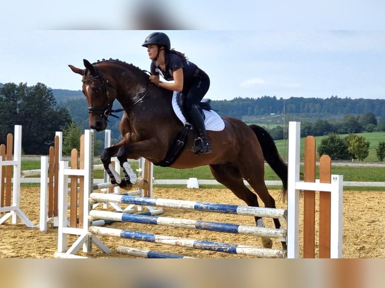 Trakehner Merrie 7 Jaar 165 cm Bruin in Bidenfelde