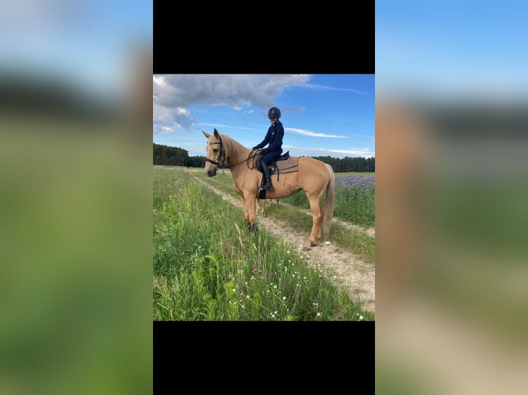 Trakehner Merrie 7 Jaar 165 cm Palomino in Rathenow