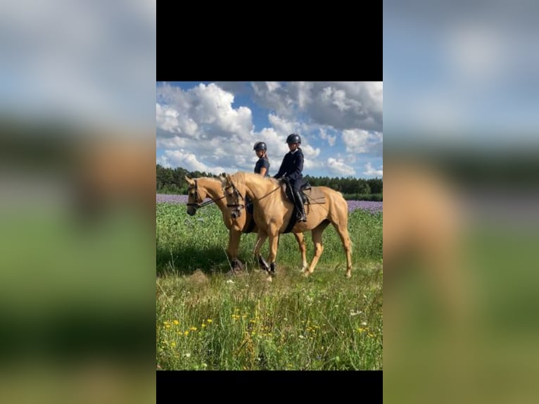 Trakehner Merrie 7 Jaar 165 cm Palomino in Rathenow