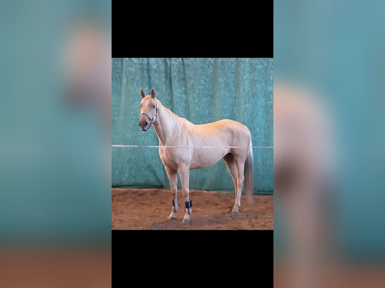 Trakehner Merrie 7 Jaar 165 cm Palomino in Rathenow