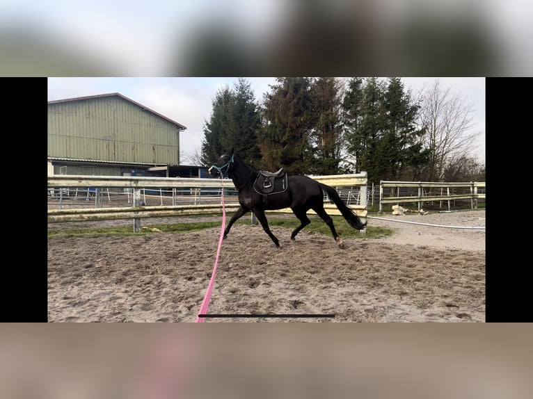 Trakehner Mix Merrie 7 Jaar 165 cm Zwart in Scharbeutz