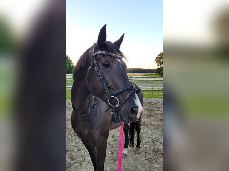 Trakehner Mix Merrie 7 Jaar 165 cm Zwart in Scharbeutz