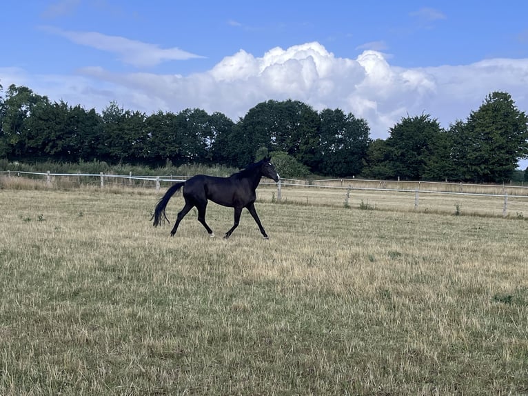 Trakehner Mix Merrie 7 Jaar 165 cm Zwart in Scharbeutz