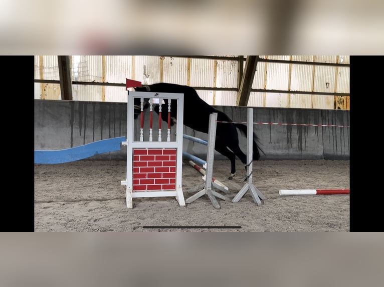 Trakehner Mix Merrie 7 Jaar 165 cm Zwart in Scharbeutz